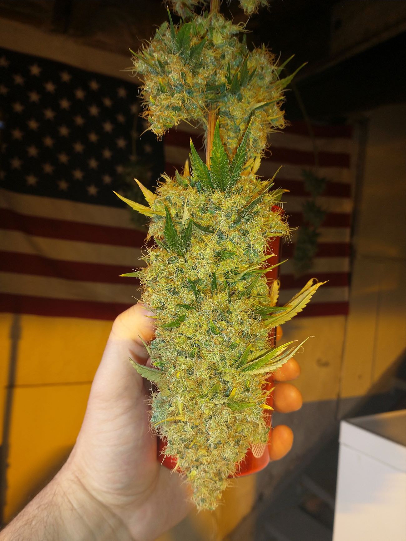 FieldofDreamsV1Edit6