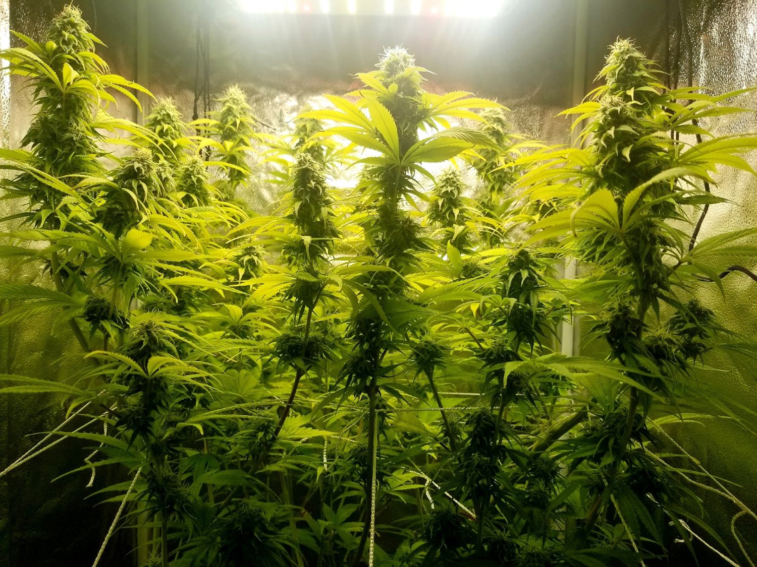 FieldofDreamsV1Edit7