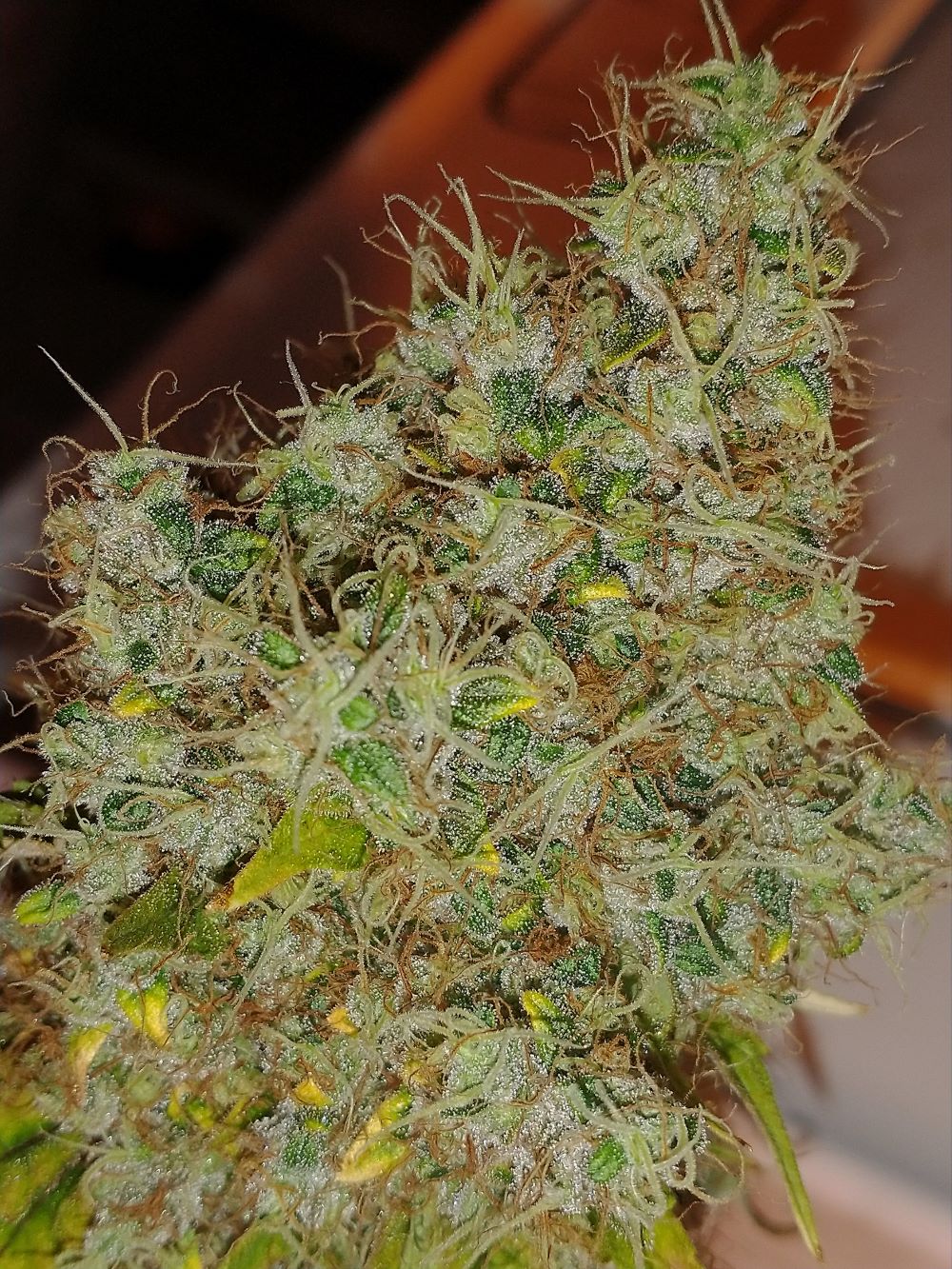 FieldofDreamsV1Edit2