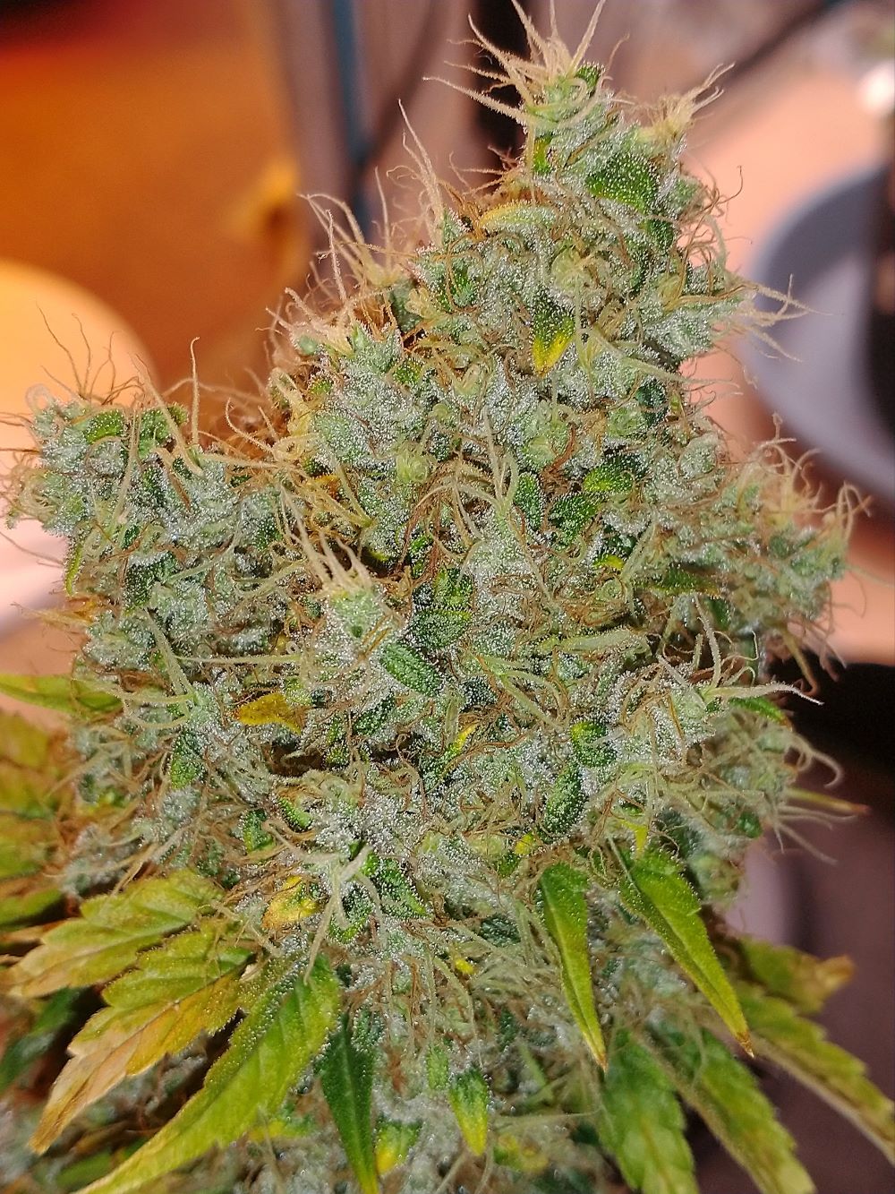 FieldofDreamsV1Edit3