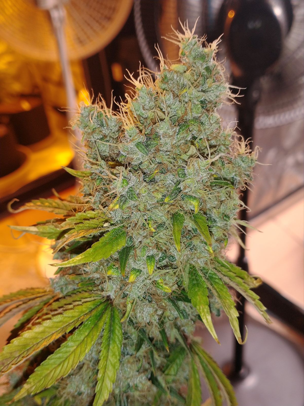 FieldofDreamsV1Edit4