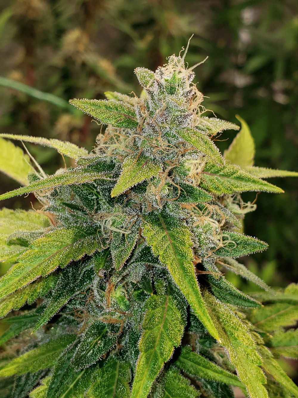 PineappleSoursEdit10