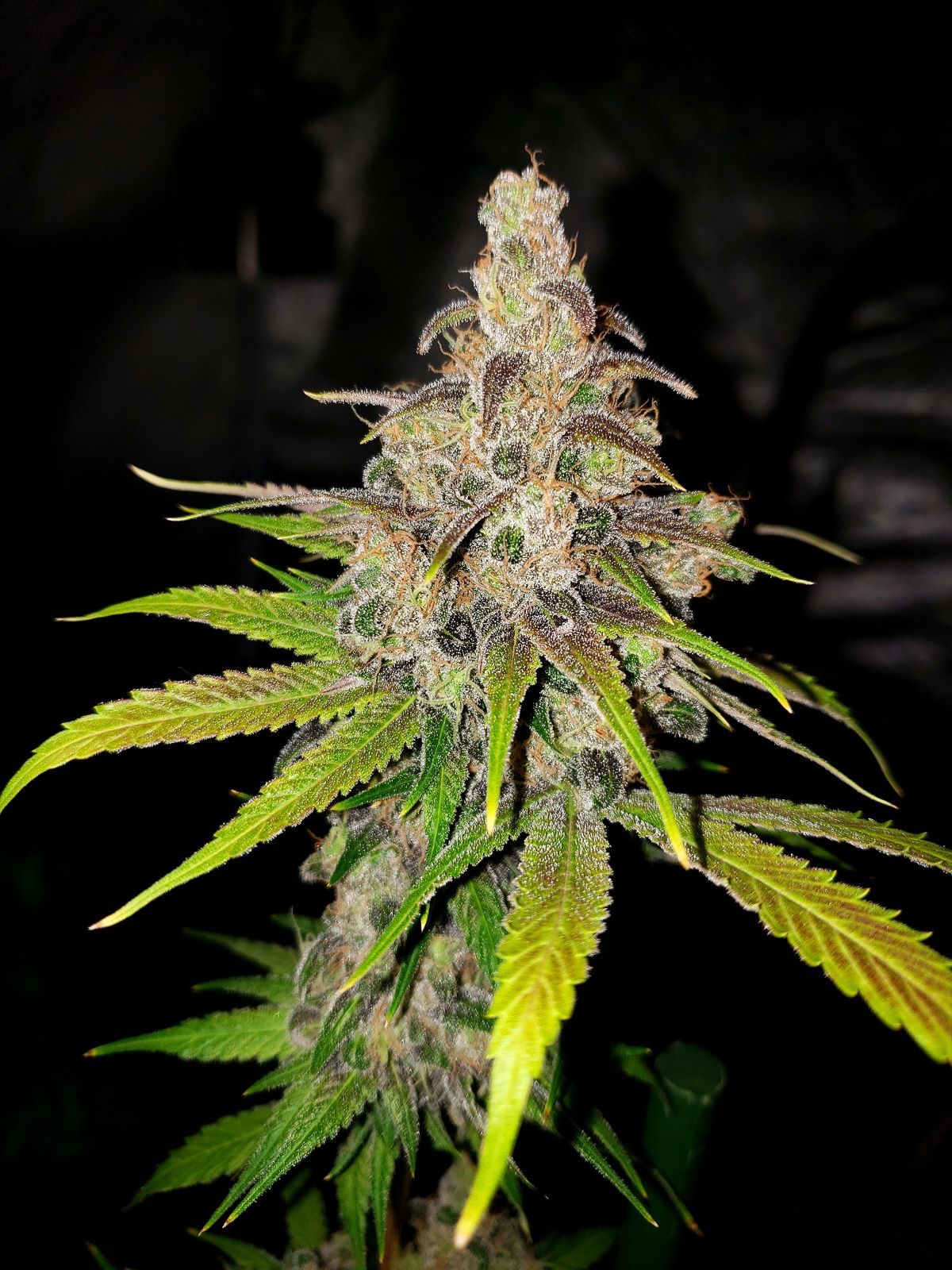 PineappleSoursEdit11