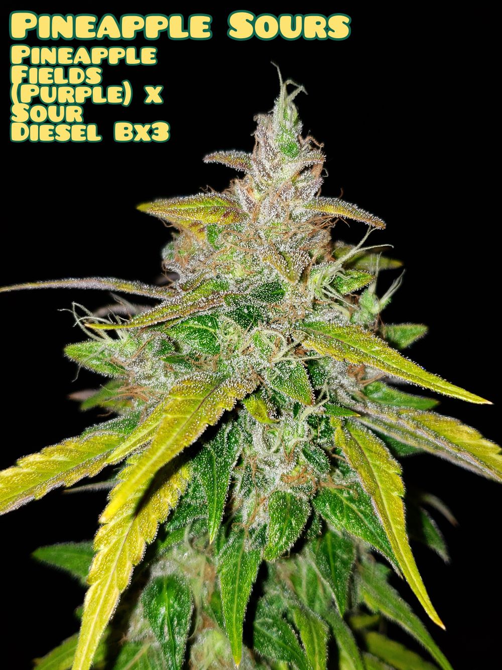 PineappleSoursEdit3