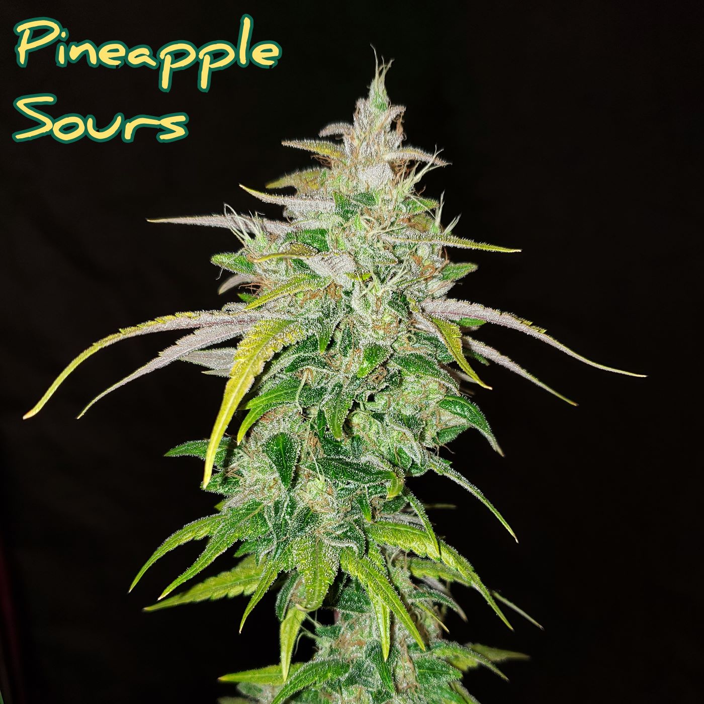 PineappleSoursEdit5