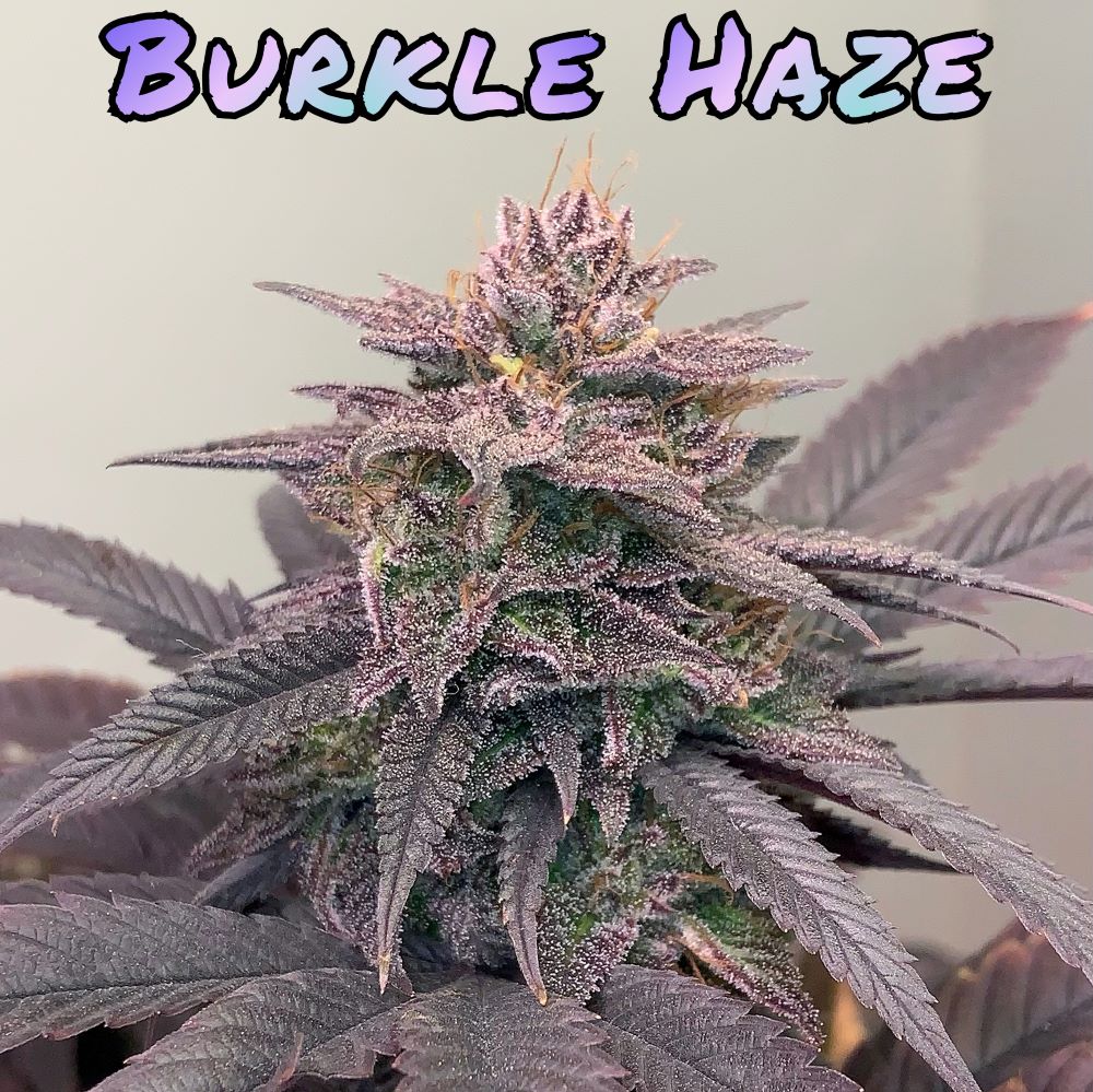 BurkleHaze10
