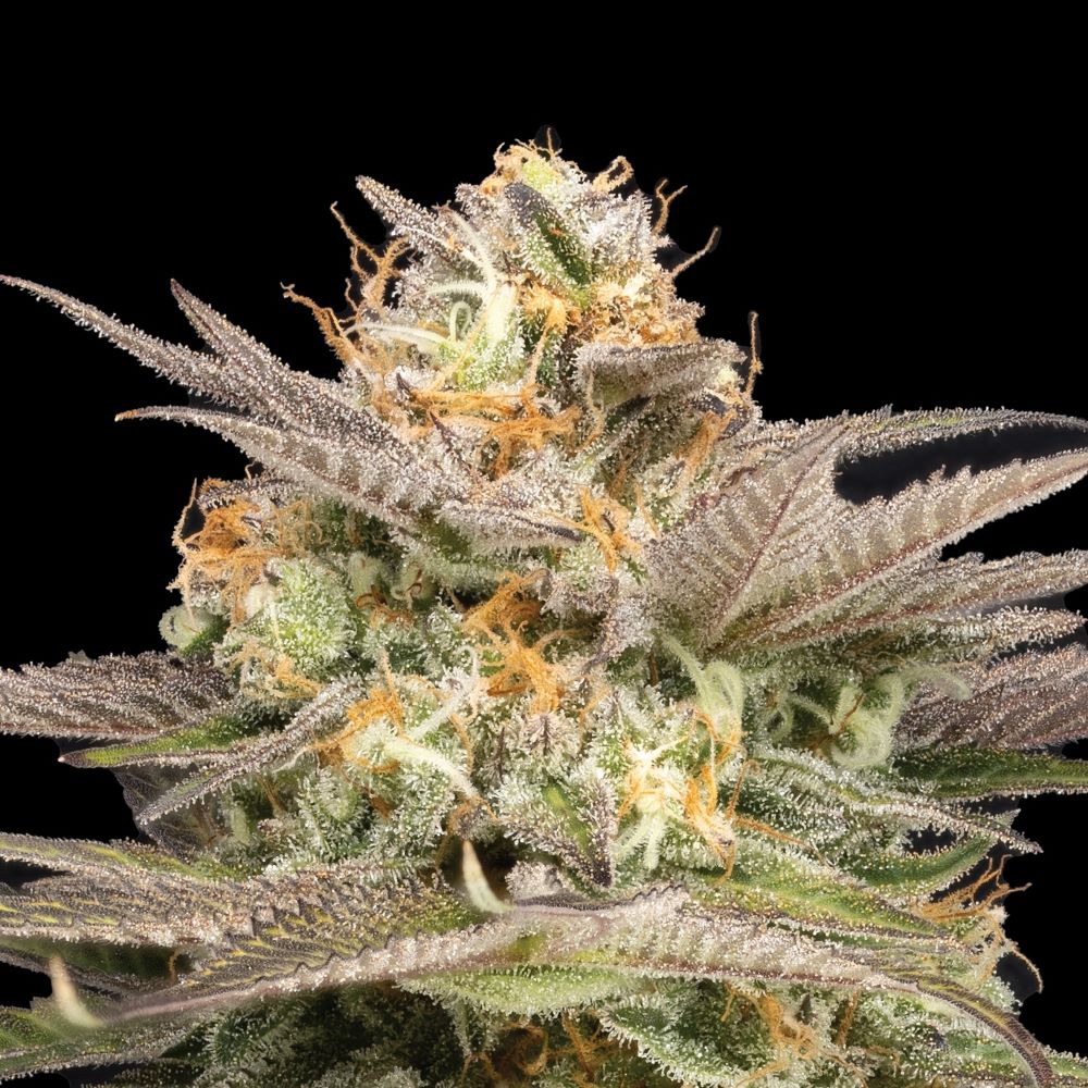 Polish_20230822_092318566