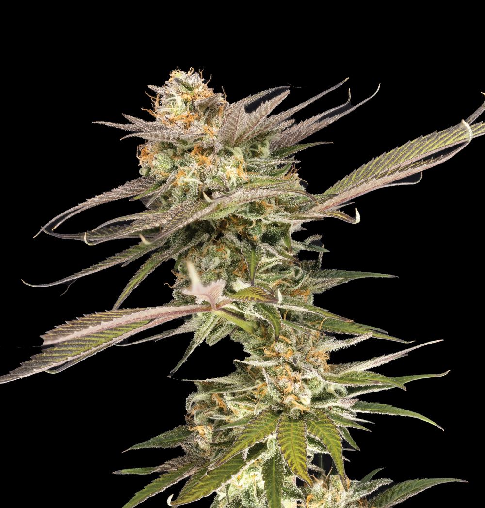 Polish_20230822_173242377